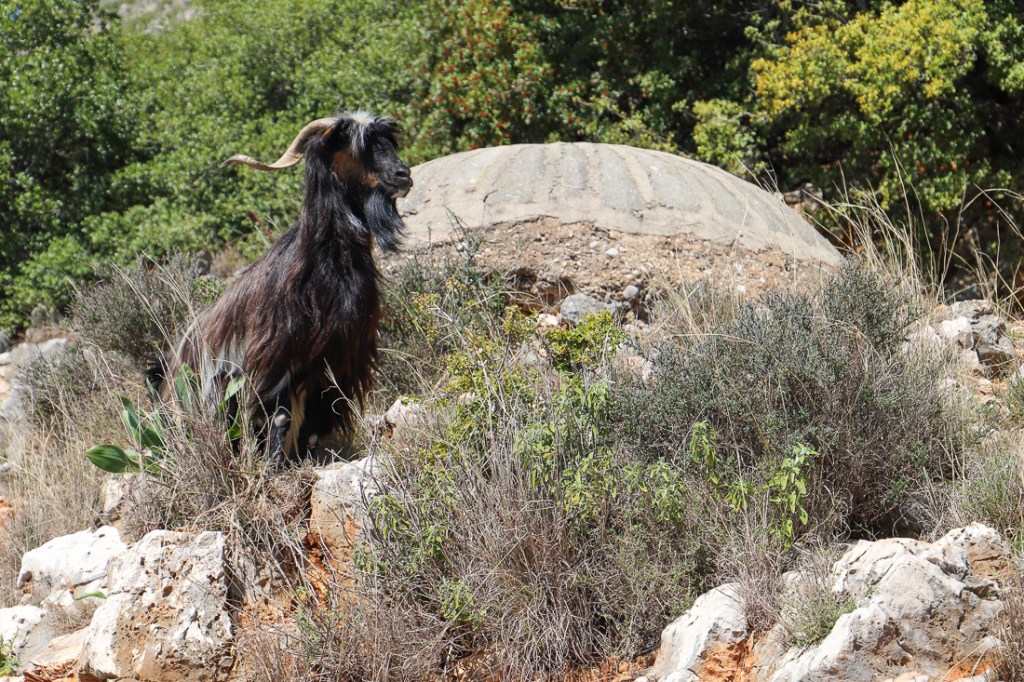 Bunker nabij Gjipestrand | maart 2019 | Himare | Albanië