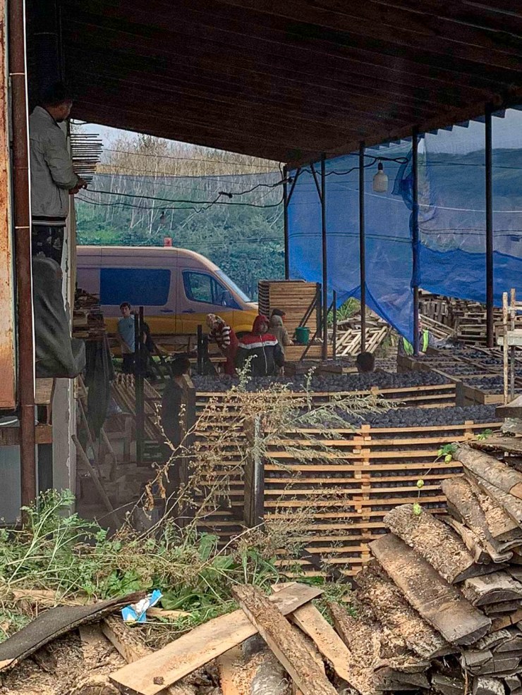 Pruimendrogerij | Micleușeni | Moldavië