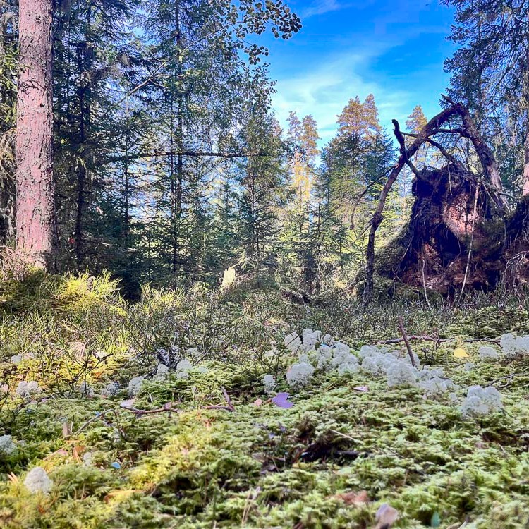 Mossig bos nabij bij silolanceerbasis Tirza, Gulbene | Letland