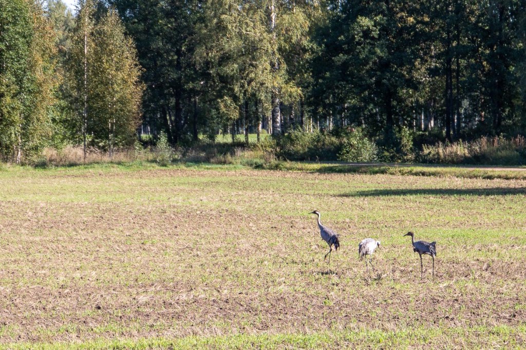 Kraanvogels | Nina | Estland